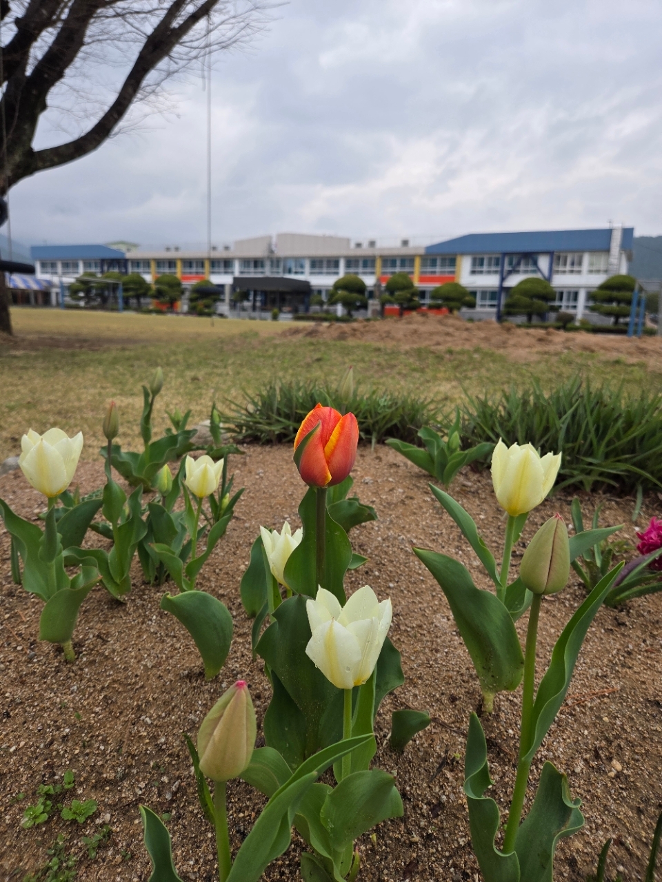 우리학교의 봄꽃 들